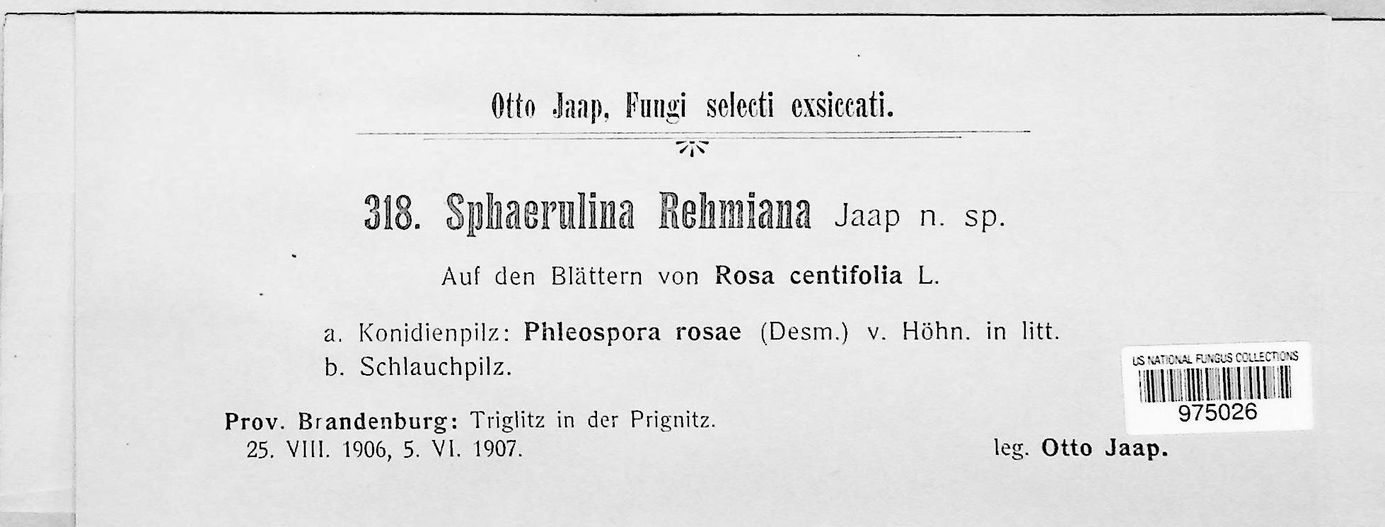 Sphaerulina rehmiana thumbnail